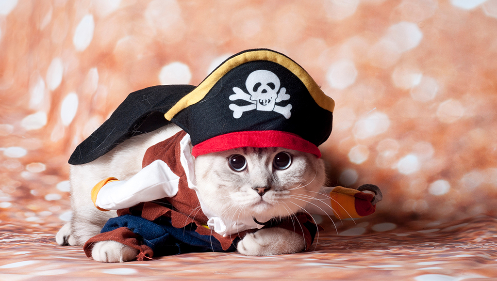 Cats, Canines and Crazy Costumes