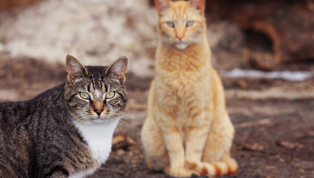 Can Feral Cats be Trained?