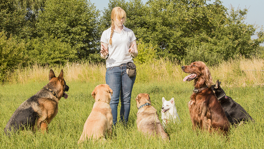 Choosing a Training Facility For Your Dog