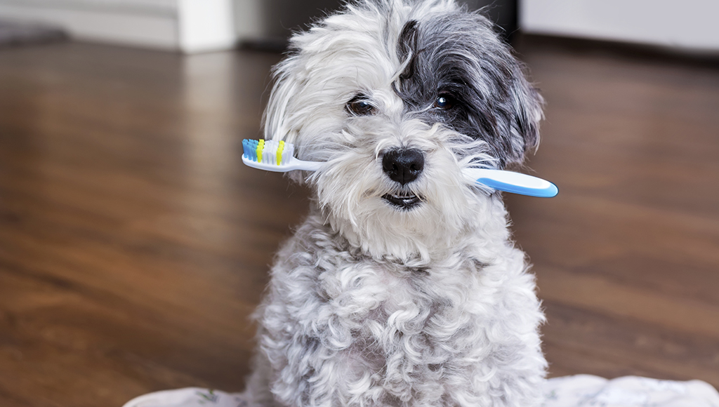 Brush Up On The Facts About Good Pet Dental Hygiene