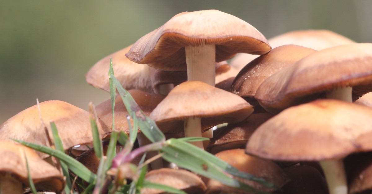 Are Wild Mushrooms Poisonous for Pets?