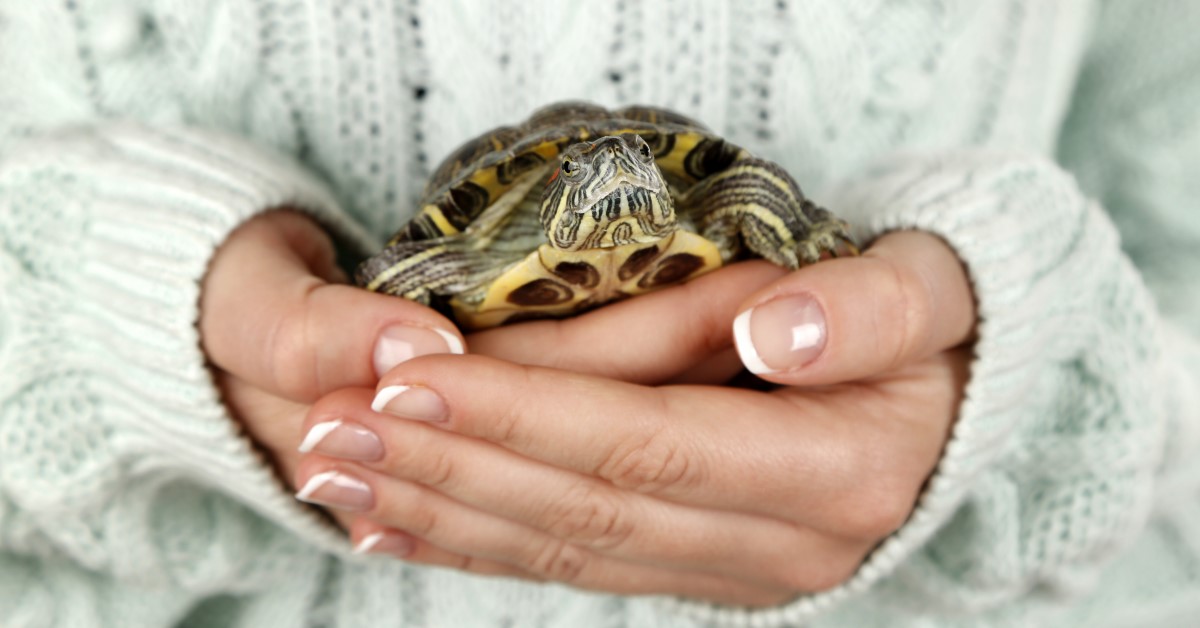 Tortoise or Turtle? Understanding the Differences