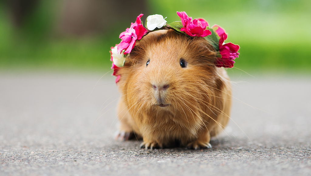 Good Care For Your Guinea Pig