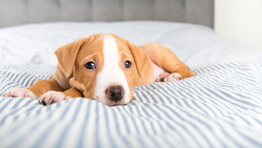 Canine Parvovirus: Care and Recovery