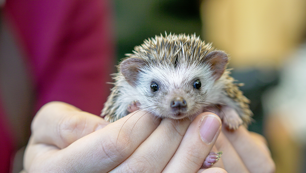 Adorable African Pygmy Hedgehogs