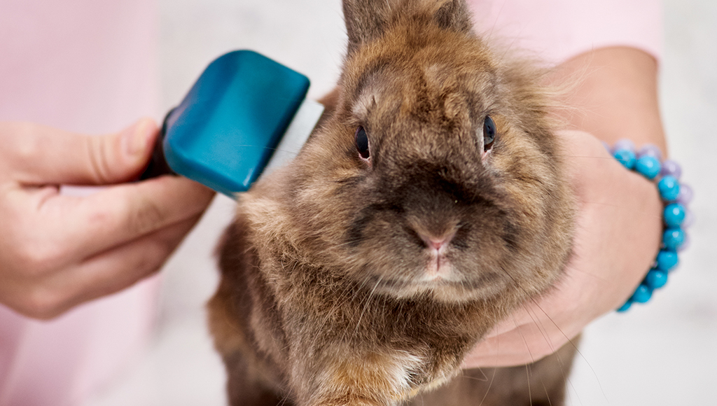 Good Grooming Habits for Rabbits