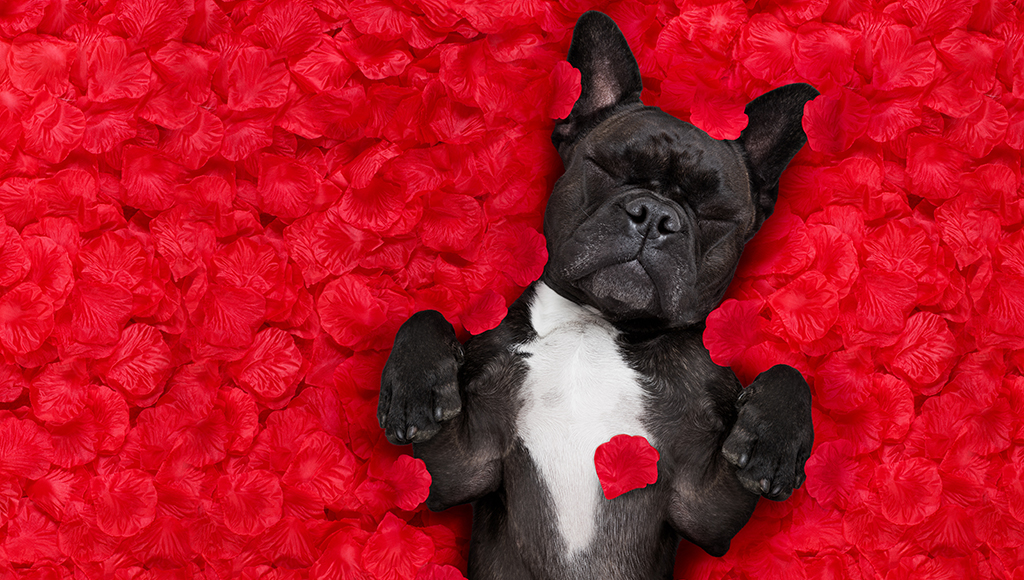 Special Gifts For Your Furry Valentine!