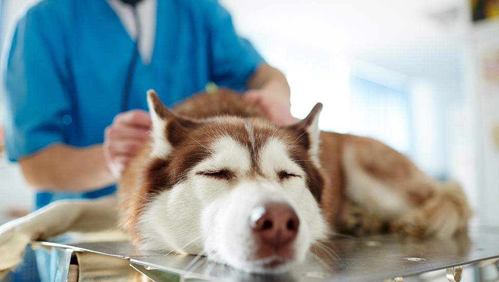Canine Liver Disease: Diagnosis and Care