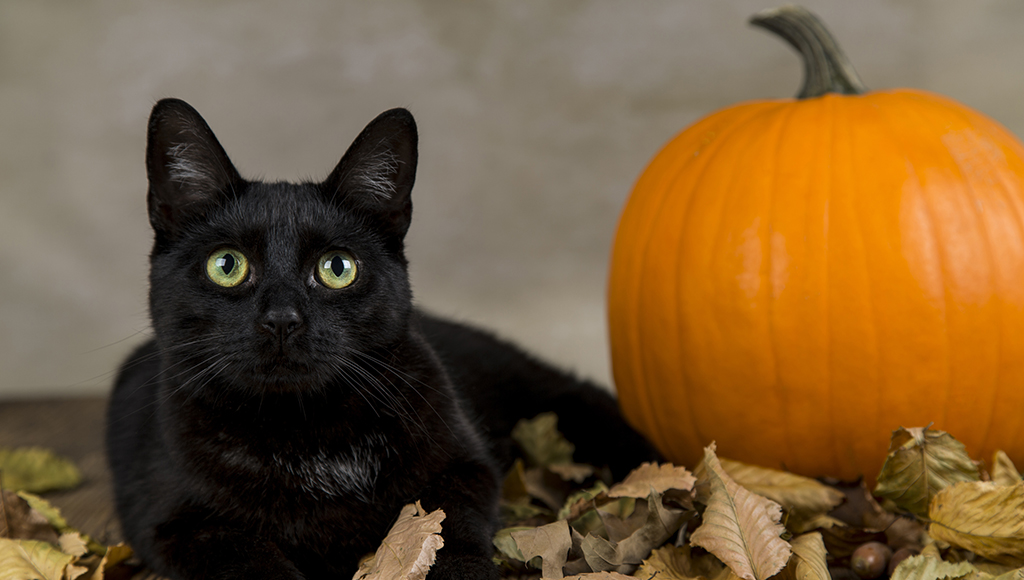 Keeping Your Cat Safe at Halloween
