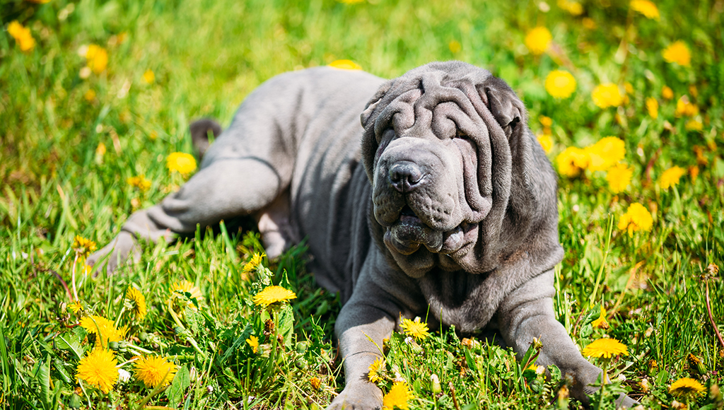 All About the Chinese Shar-Pei