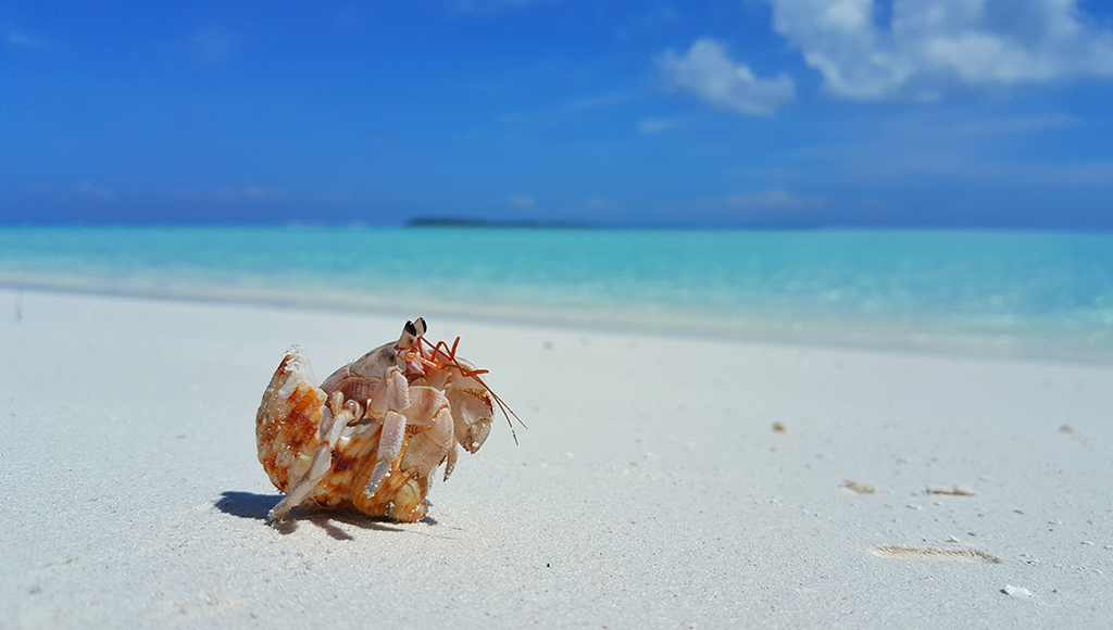 How About A Hermit Crab?