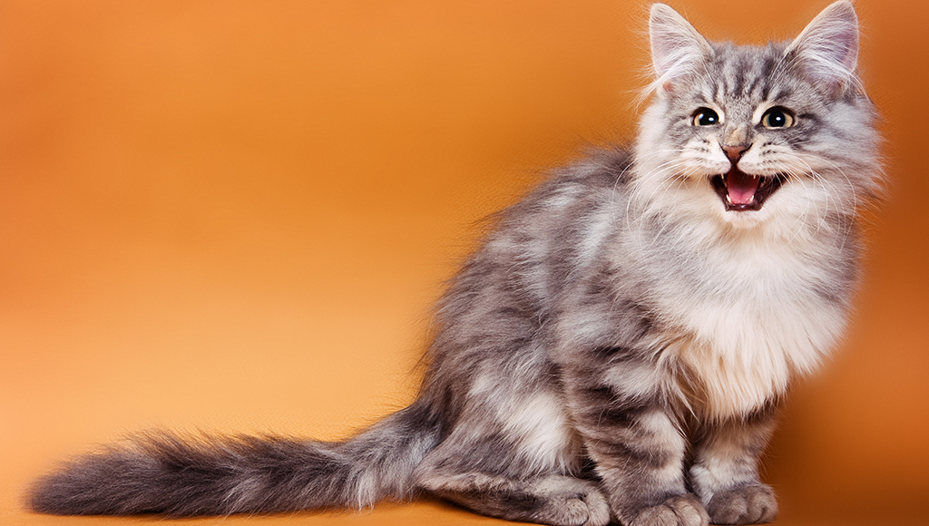 Do Cats Have Their Own Language?
