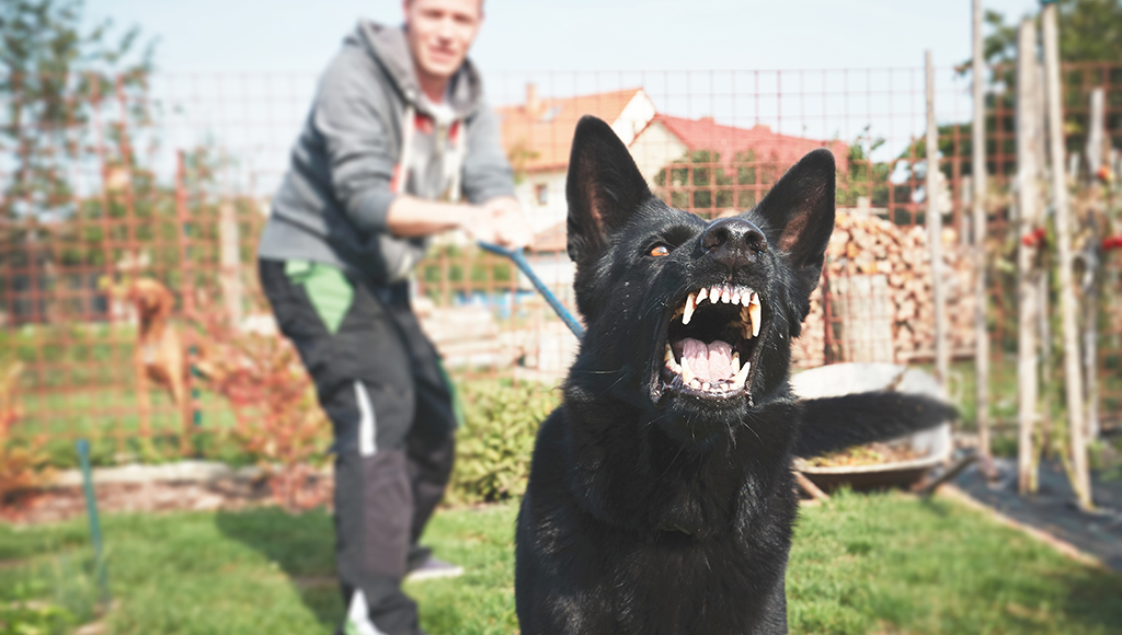 Aggressive Dog Behavior