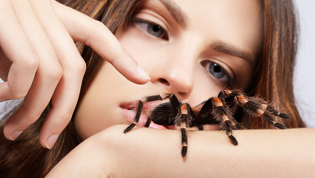 Guidelines for Choosing A Pet Spider