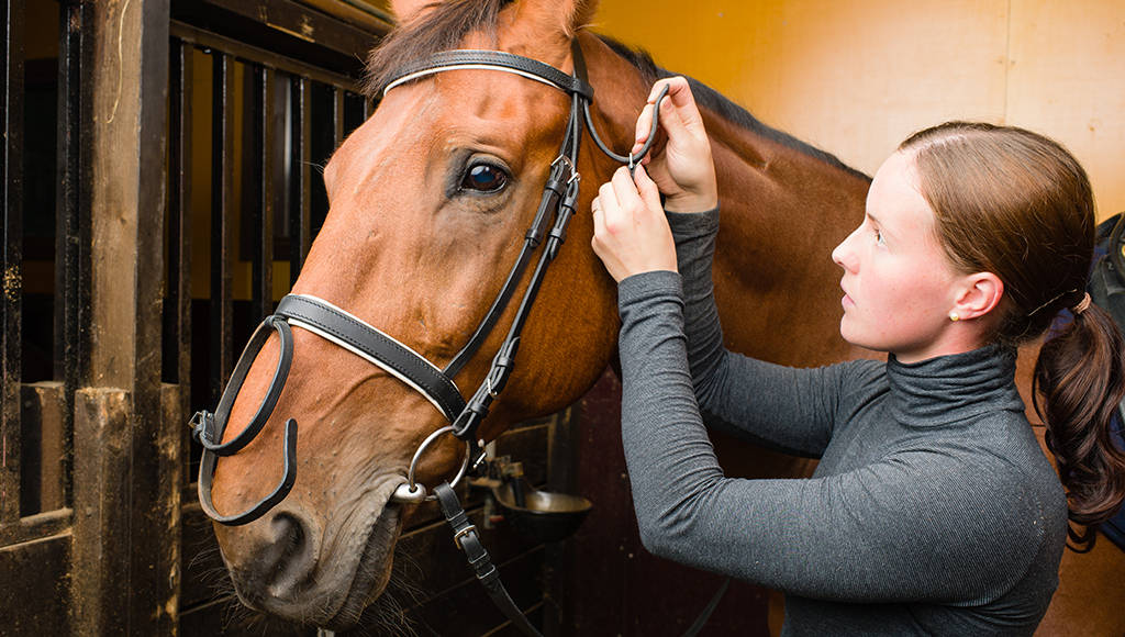 Choosing a Bridle For Your Horse - Leather or Synthetic?