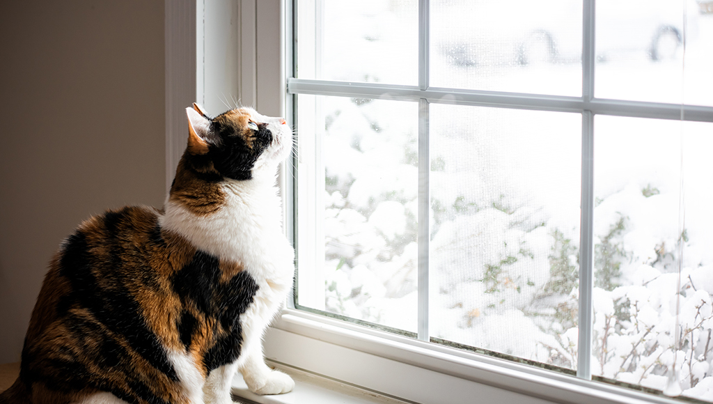 Do Cats Get Cabin Fever in Winter?