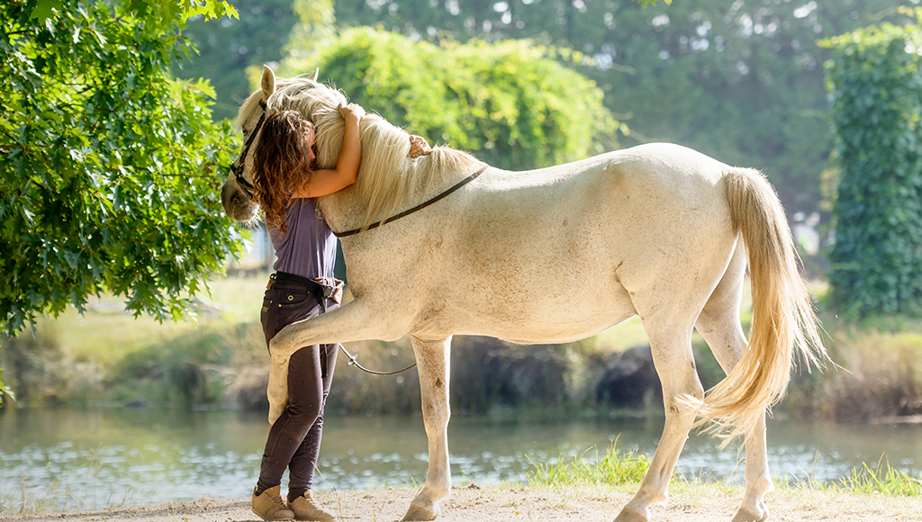 Equine Care: Keeping Legs Strong and Healthy