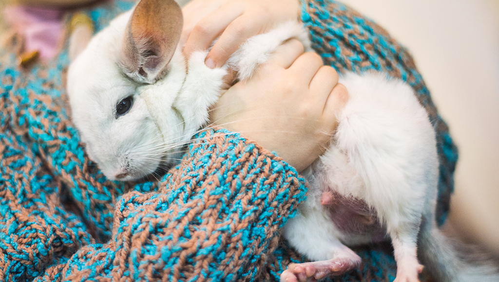 7 Tips to Help You Care For Your Pet Chinchilla