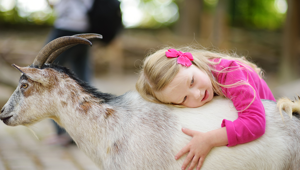 From the Farm: Goats as Pets