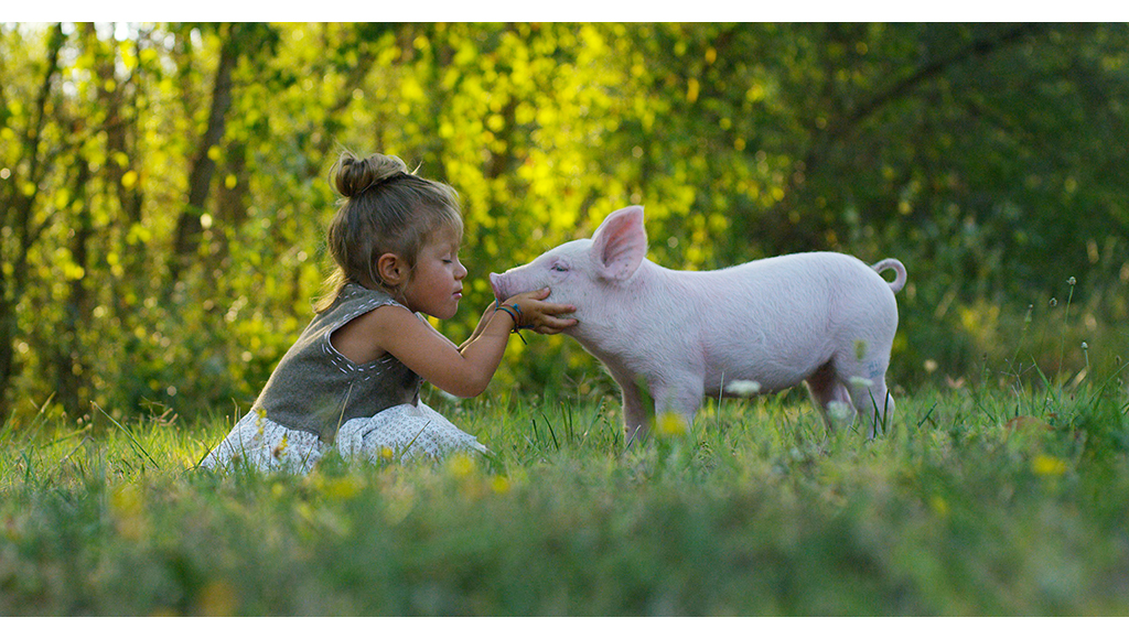 From the Farm: How About a Pig?