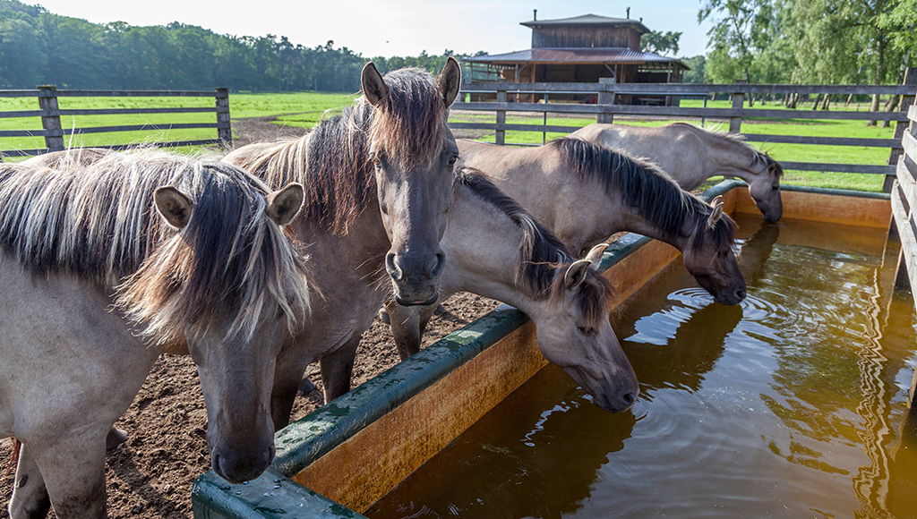 Hot Weather Hazards For Horses