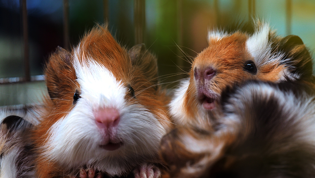 Tips on Common Hamster Ailments