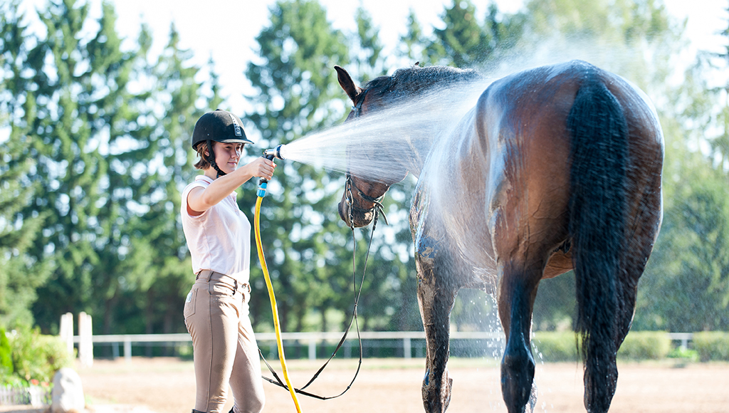 Preventing Heat Stroke in Horses