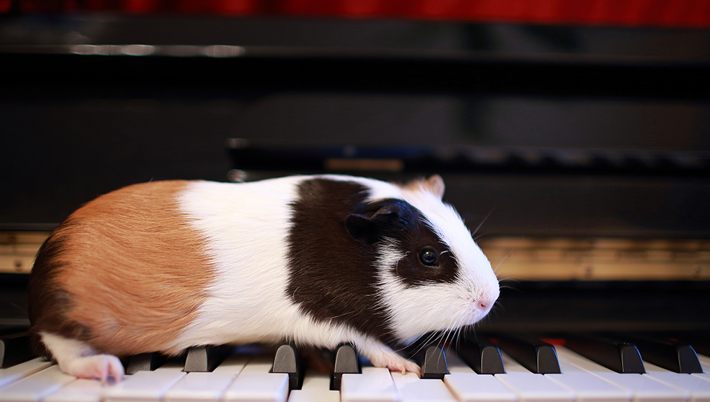 Exercising Your Guinea Pig Safely