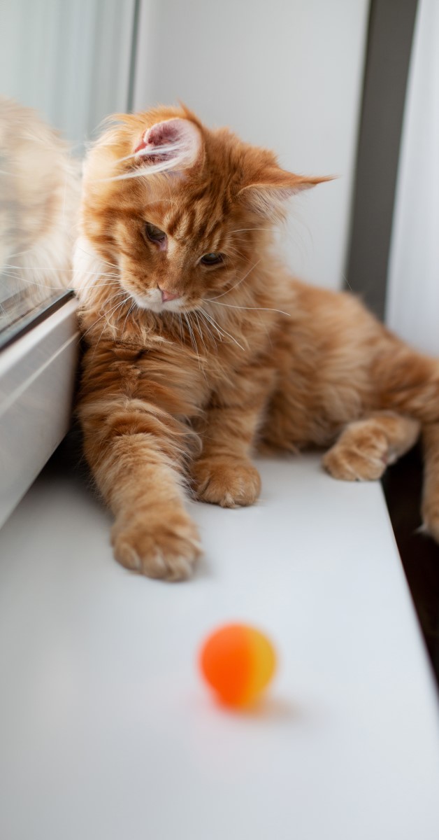 funny red tabby maine coon kitten playing with ball window sill