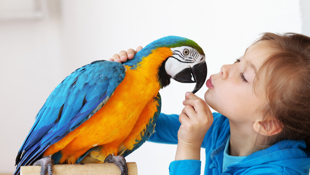 What Kind of Birds Make Good Pets?