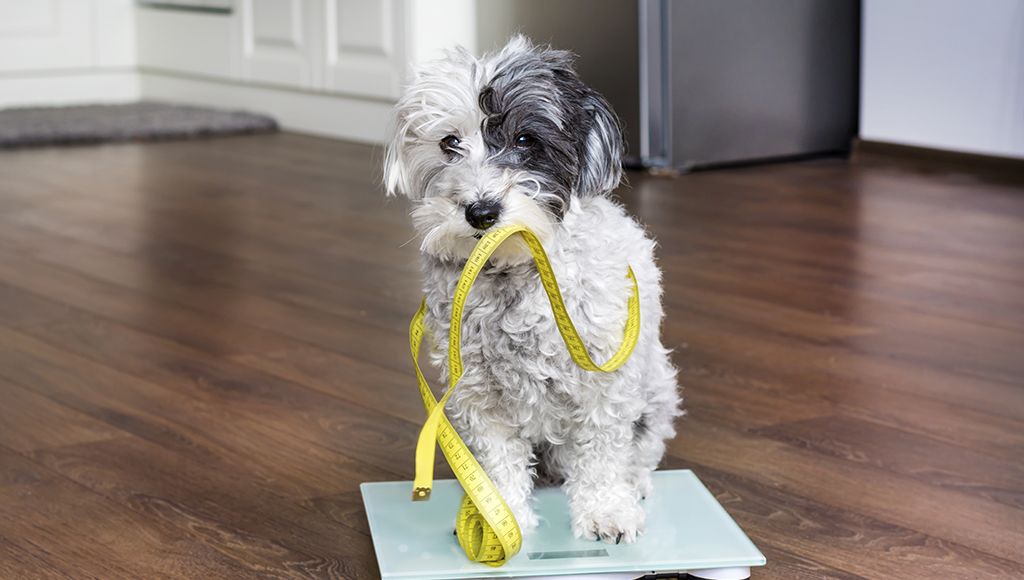 A Growing Problem: Pet Obesity