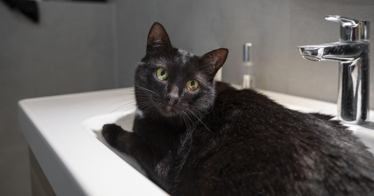 Do Cats Really Hate Water?
