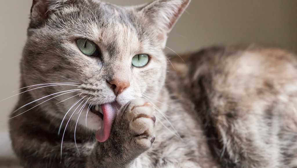 Obsessive Compulsive Behavior in Cats