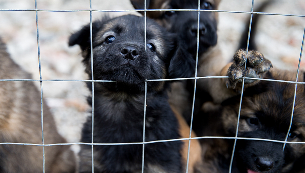 Starting a Pet Food Bank in Your Area