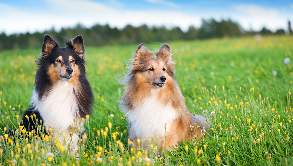 Shetland Sheepdog: A Fine Family Pet