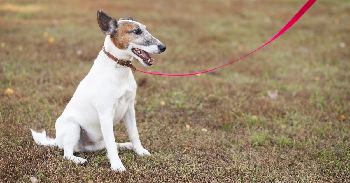 How to Train a Dog the Basics: Sit, Stay, Come