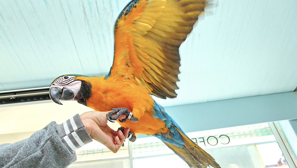 Controlling Bird Dust and Dander