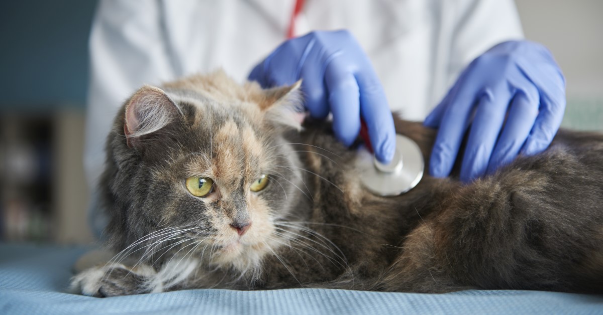 Photo inspiration: Picture Idea: How To Recognize And Treat Urinary Tract Infections In Cats