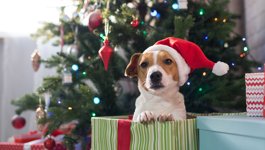 Choosing a Pet as a Gift