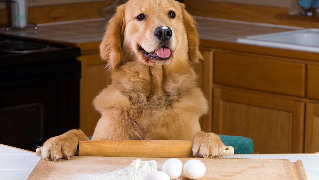 Tasty Homemade Treats For Pets