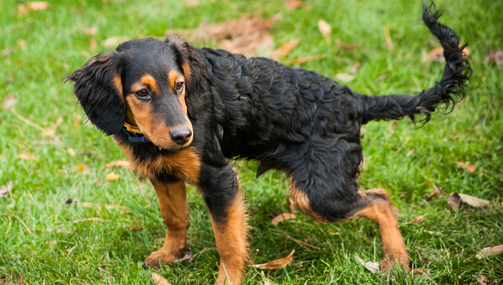 Why Does My Dog Kick Behind Him After He Poops