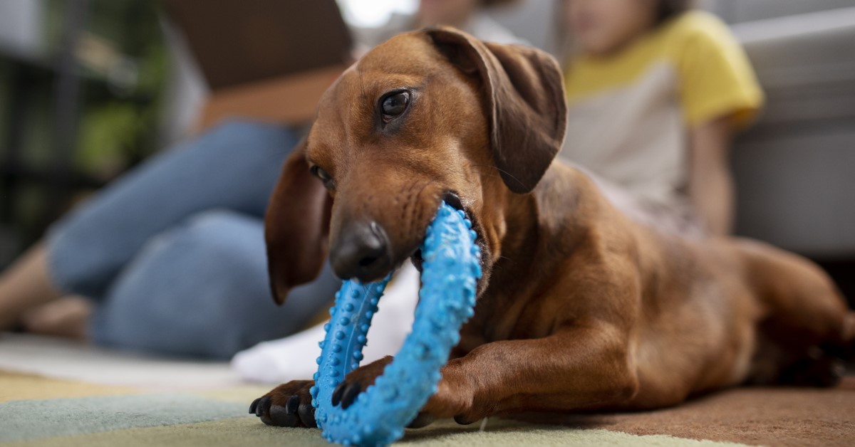 baby blue dog collar and leash Dog Collar And Leash Set | Blue main image 1