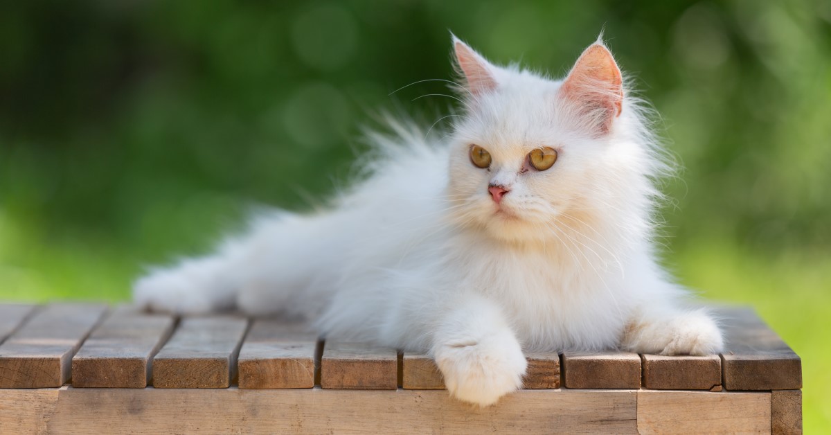 Aggression in Multi-Cat Households