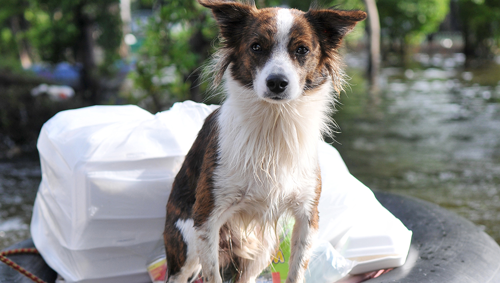 Putting Together a Pet Emergency Pack