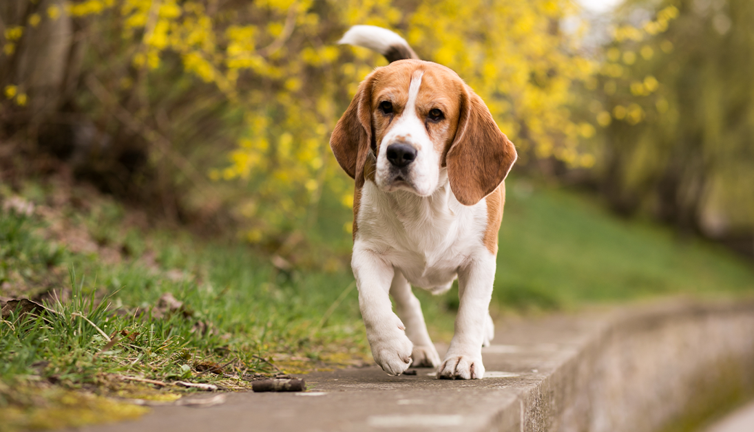 All About the Beagle: Floppy-Eared and Friendly