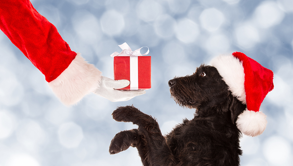 Great Gift Ideas For Cats and Dogs