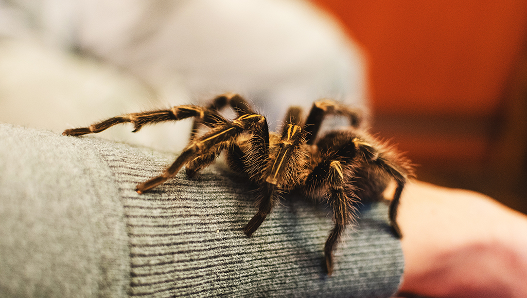 The Perfect Pet For Small Spaces