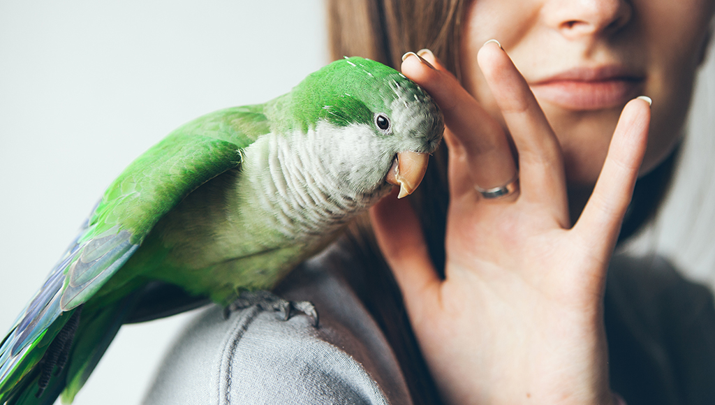 Seasonal Hazards For Your Pet Bird