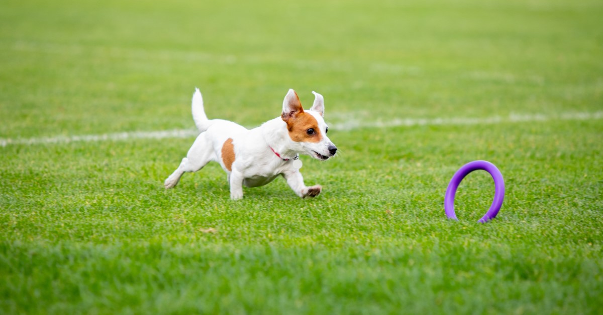 Gallery Detail: Natural Remedies For Dog Anxiety