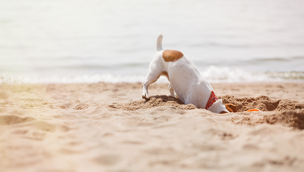 Understanding Why Dogs Dig